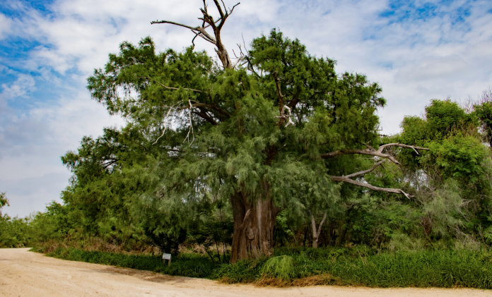 Montezuma Bald Cypress